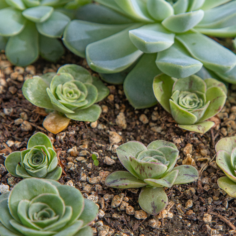 10 Greenovia Diplocycla Seeds