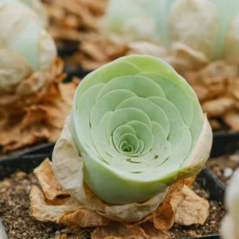 10 Greenovia Diplocycla Seeds