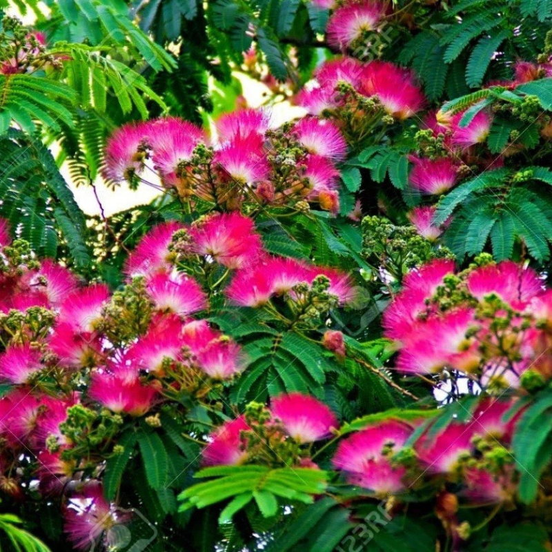 Persian Pink Silk Tree covered in vibrant pink mimosa blossoms. HarvestNest Seeds