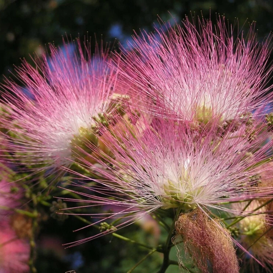 Delicate pink silk tree blossoms with feathery mimosa flowers in bloom. HarvestNest Seeds