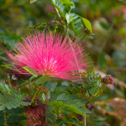10 Mimosa Seeds – Albizia Julibrissin Persian Pink Silk Tree
