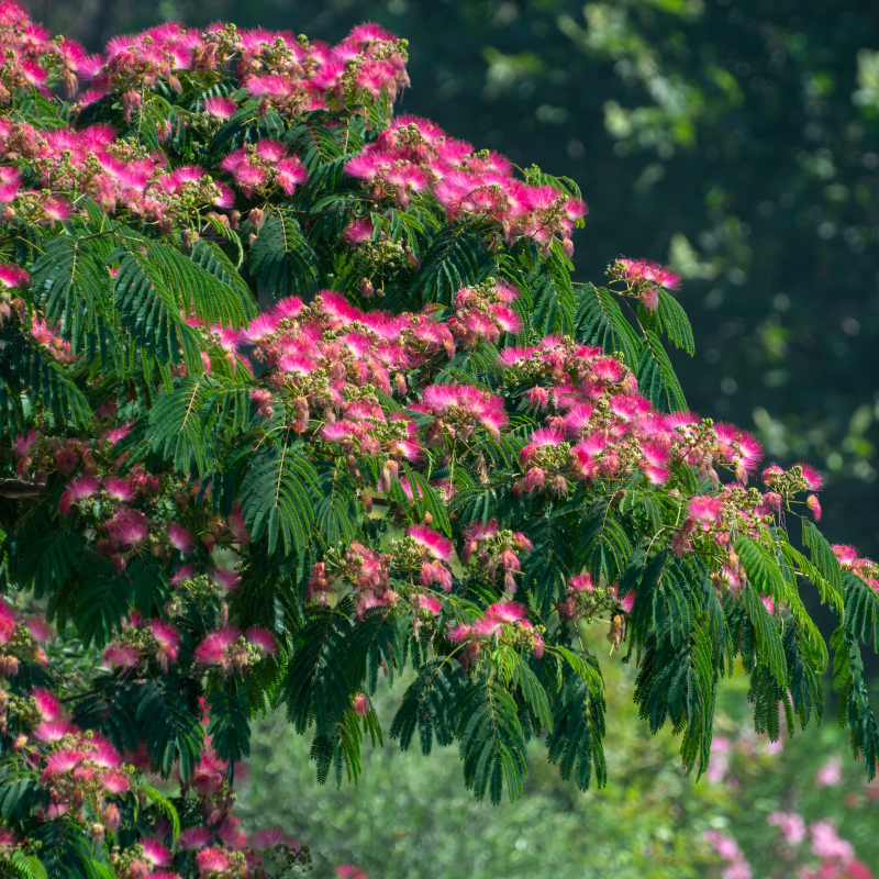 10 Mimosa Seeds – Albizia Julibrissin Persian Pink Silk Tree