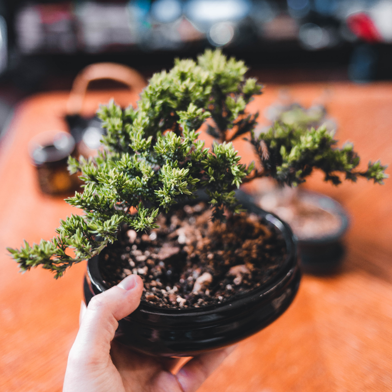 10 Bonsai Juniper Tree Seeds