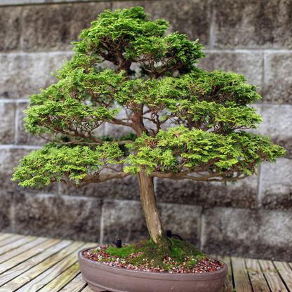 10 Bonsai Juniper Tree Seeds