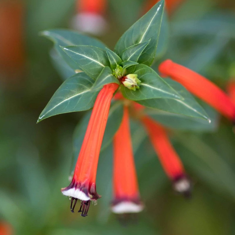 Firebush (Hamelia patens) with vibrant red tubular flowers, attracting hummingbirds, butterflies, and pollinators to the garden. HarvestNest Seeds