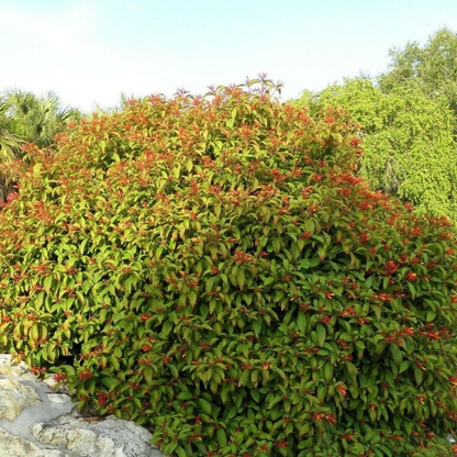10+ Firebush Seeds – Hamelia patens