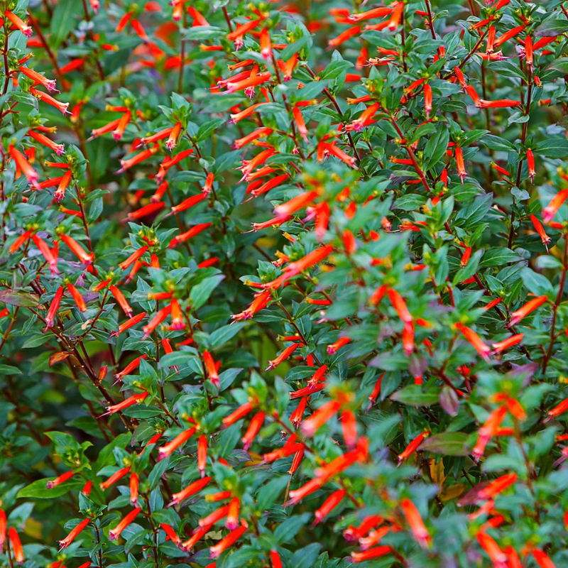 Firebush (Hamelia patens) shrub covered in vibrant red-orange tubular flowers, attracting hummingbirds, butterflies, and pollinators. HarvestNest Seeds