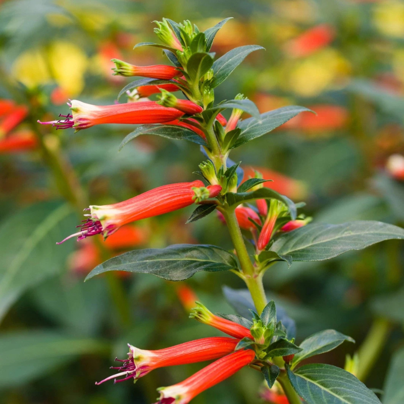 10+ Firebush Seeds – Hamelia patens