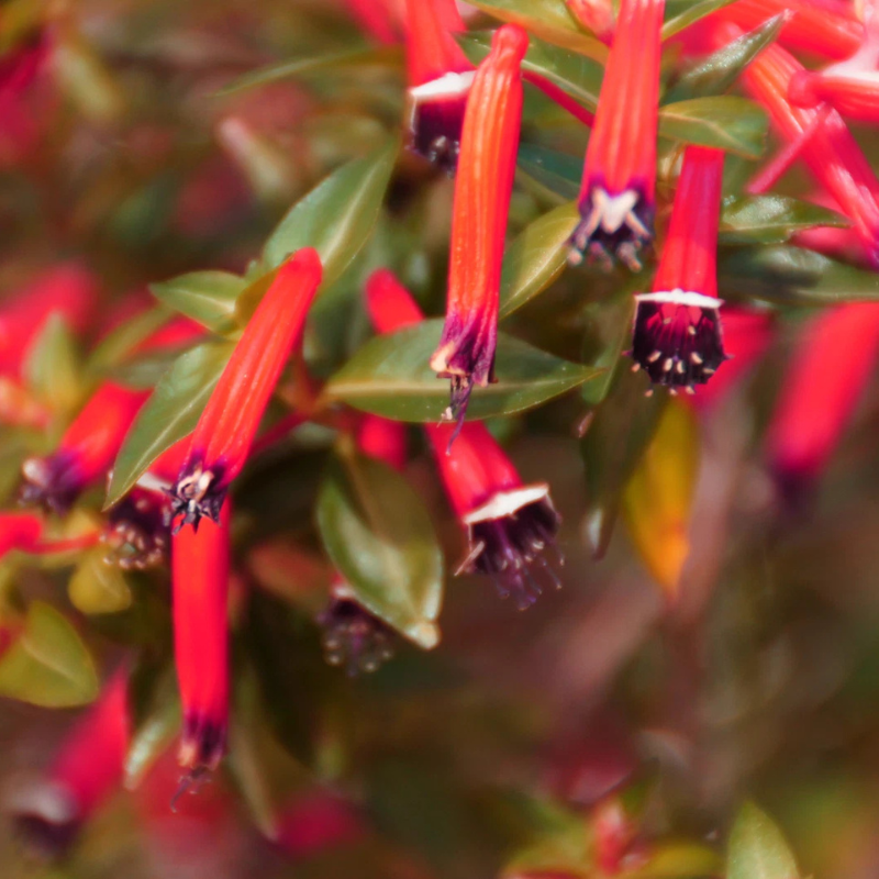 10+ Firebush Seeds – Hamelia patens