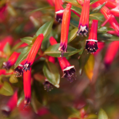 10+ Firebush Seeds – Hamelia patens