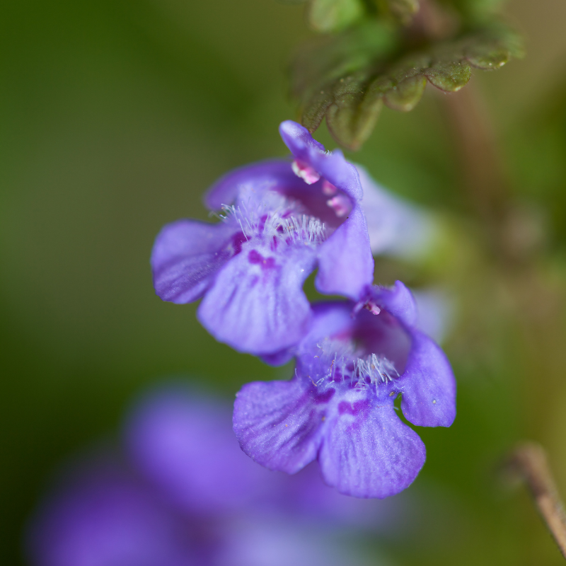 Fresh purple ground ivy blooms in sunlight. HarvestNest Seeds