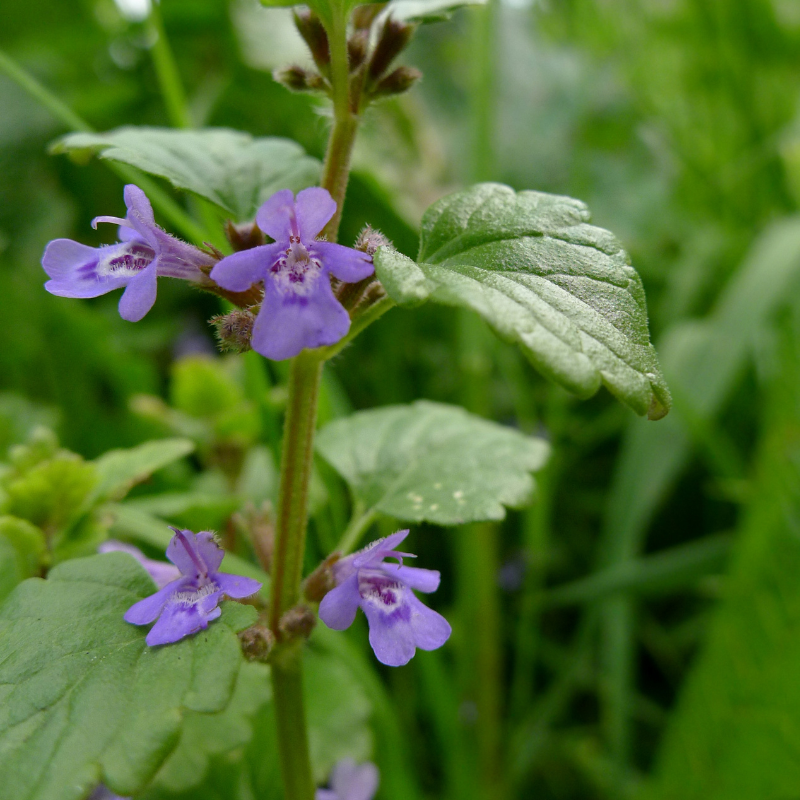 10 Ground Ivy Seeds – Glechoma hederacea