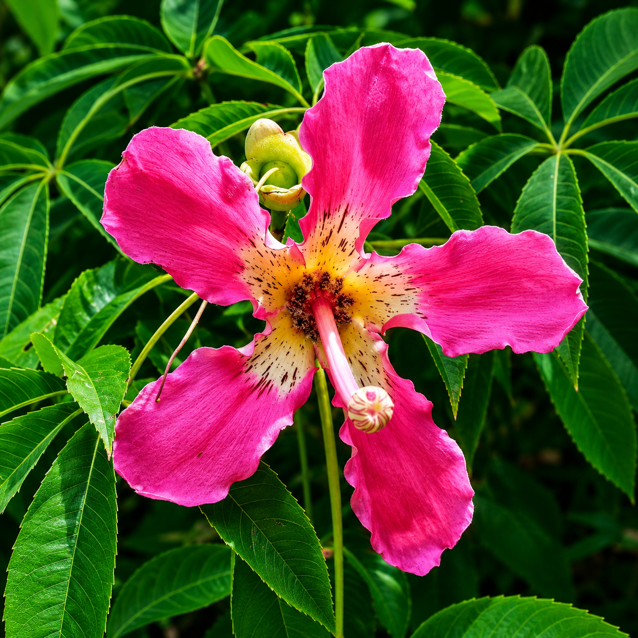 Vibrant pink Silk Floss Tree flower with tropical foliage, perfect for exotic gardens and ornamental landscapes. HarvestNest Seeds