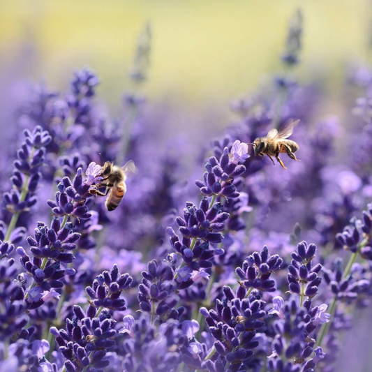 English lavender blooms attracting pollinators in a fragrant garden. HarvestNest Seeds