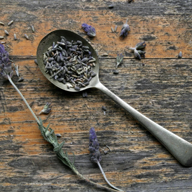 1200 Lavender Seeds – Vera English