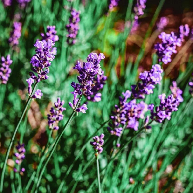 1200 Lavender Seeds – Vera English