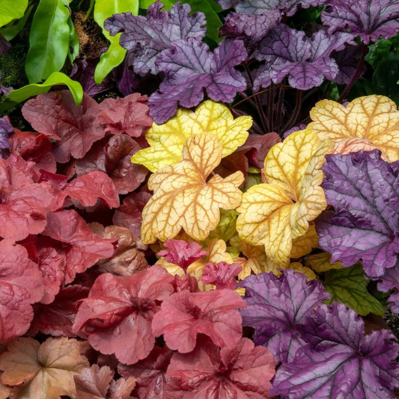 Mixed Coral Bells Heuchera foliage in vibrant purple, coral, and gold tones, perfect for colorful shade gardens and borders. HarvestNest Seeds