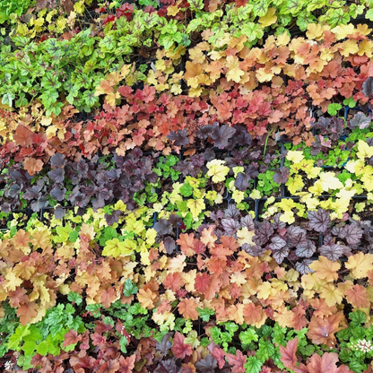 Colorful Mixed Coral Bells Heuchera foliage in rich autumn tones, perfect for shade gardens, borders, and ornamental landscaping. HarvestNest Seeds
