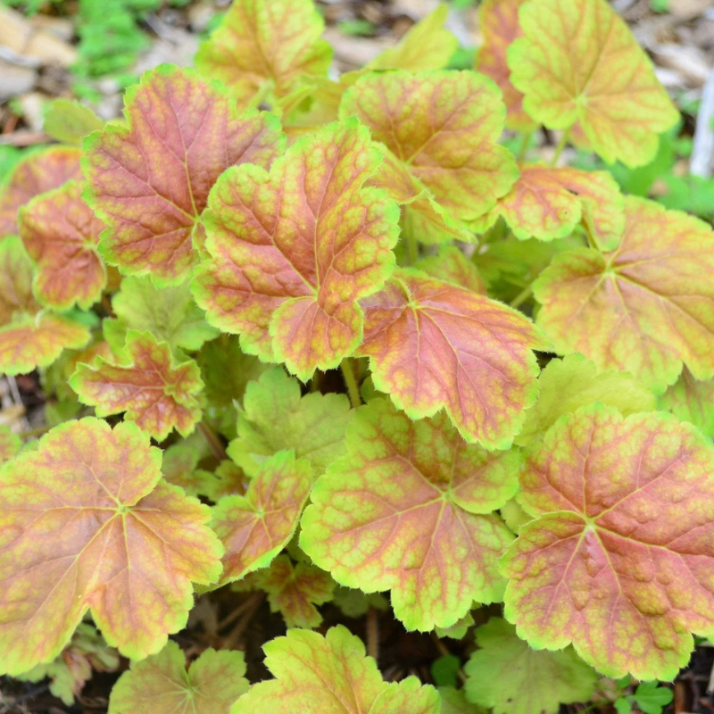 1200 Mixed Coral Bells Heuchera Seeds