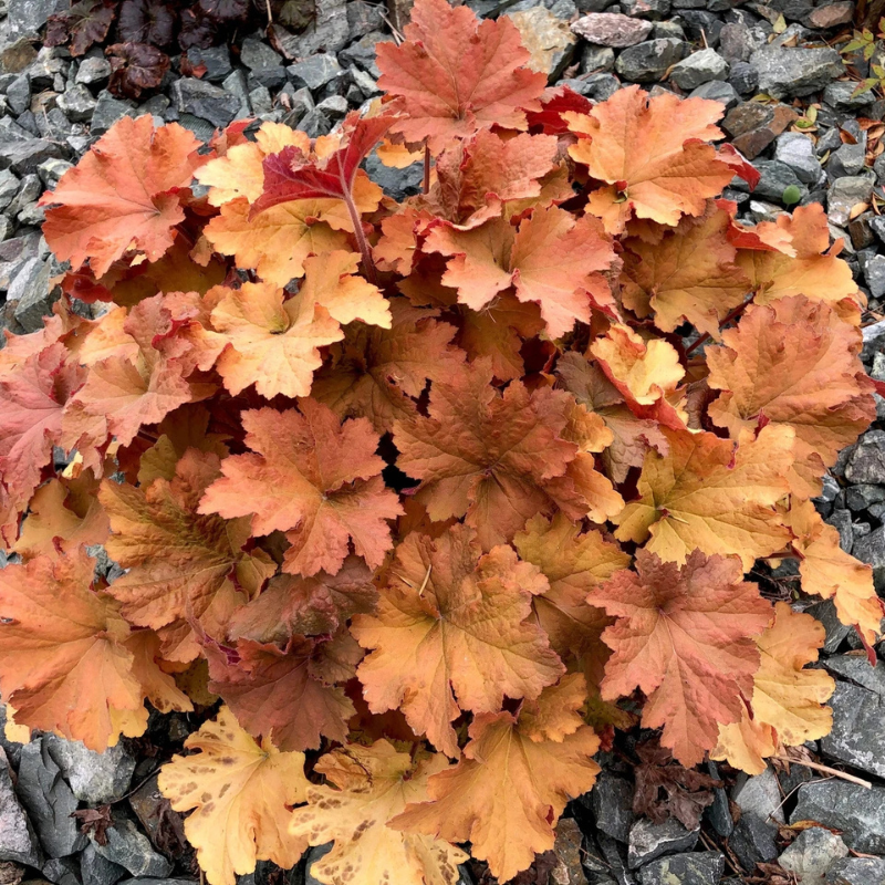 1200 Mixed Coral Bells Heuchera Seeds