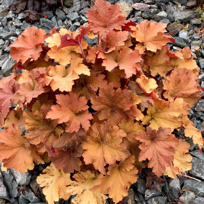 1200 Mixed Coral Bells Heuchera Seeds
