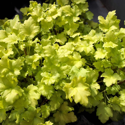 1200 Mixed Coral Bells Heuchera Seeds