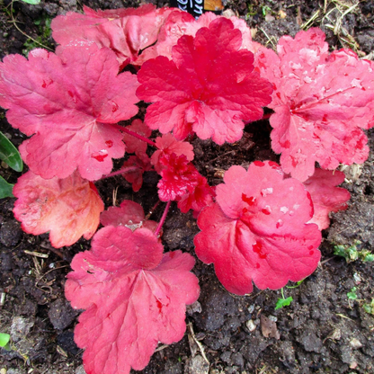 1200 Mixed Coral Bells Heuchera Seeds