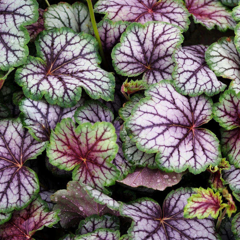 1200 Mixed Coral Bells Heuchera Seeds