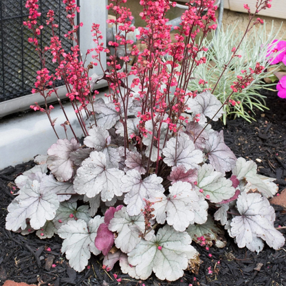 1200 Mixed Coral Bells Heuchera Seeds
