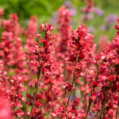 1200 Mixed Coral Bells Heuchera Seeds