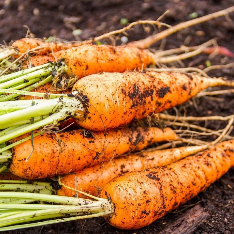 Freshly harvested Little Finger carrots growing in rich garden soil. HarvestNest Seeds 