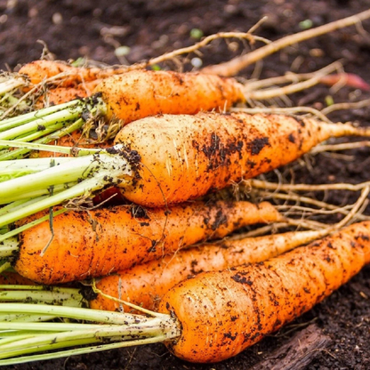 Freshly harvested Little Finger carrots growing in rich garden soil. HarvestNest Seeds 