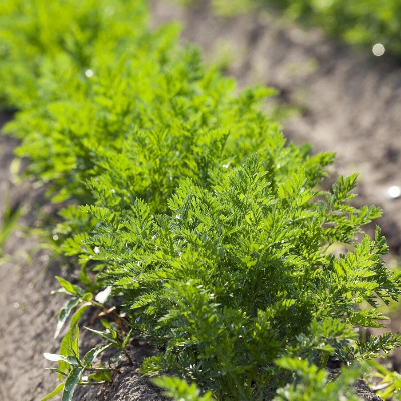 Healthy Little Finger carrot seedlings growing in a home garden. HarvestNest Seeds 