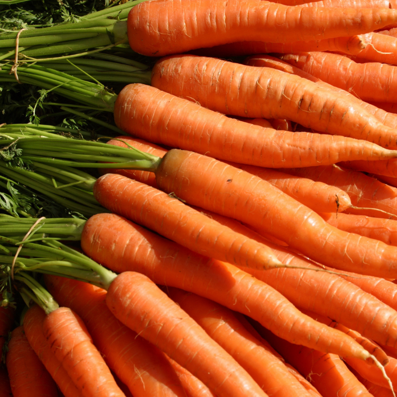 150 Little Finger Carrot Seeds | Heirloom | Non-GMO