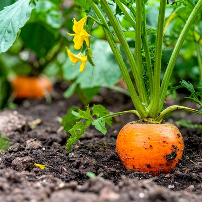 150 Little Finger Carrot Seeds | Heirloom | Non-GMO