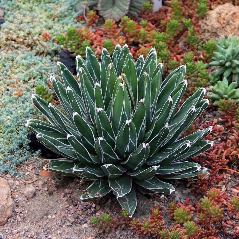 Green rosette succulent with striking white-edged leaves. HarvestNest Seeds