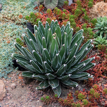 Green rosette succulent with striking white-edged leaves. HarvestNest Seeds