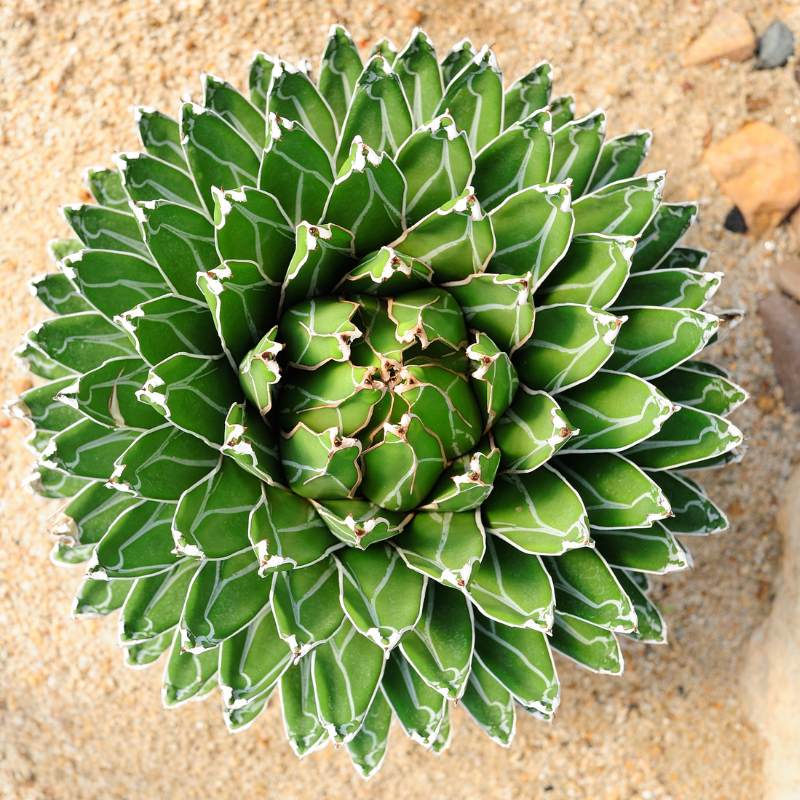 15 Agave Victoriae - Reginae Seeds