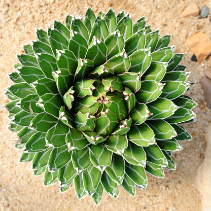 15 Agave Victoriae - Reginae Seeds