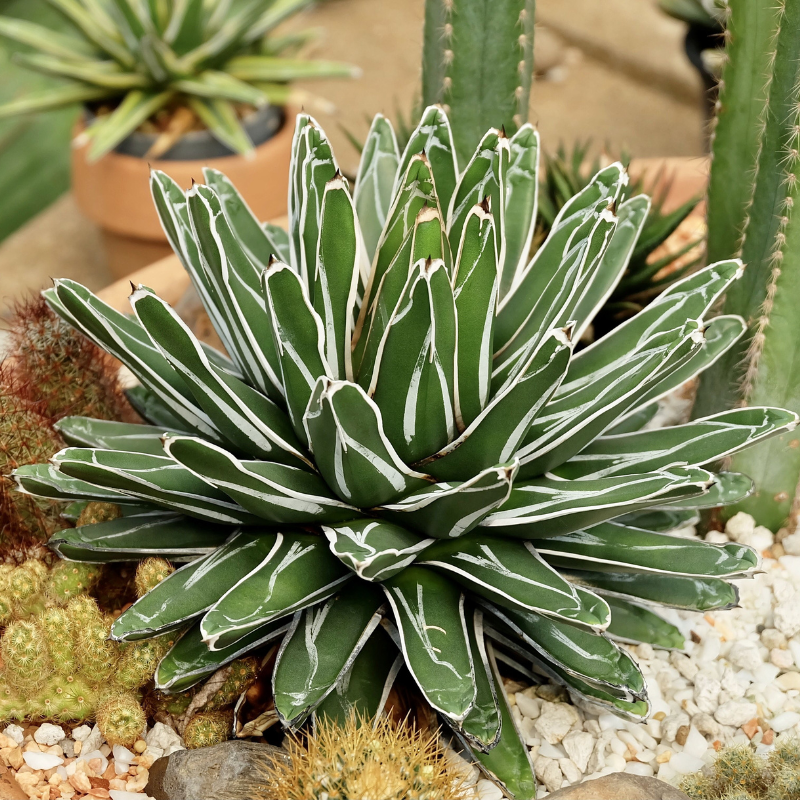15 Agave Victoriae - Reginae Seeds