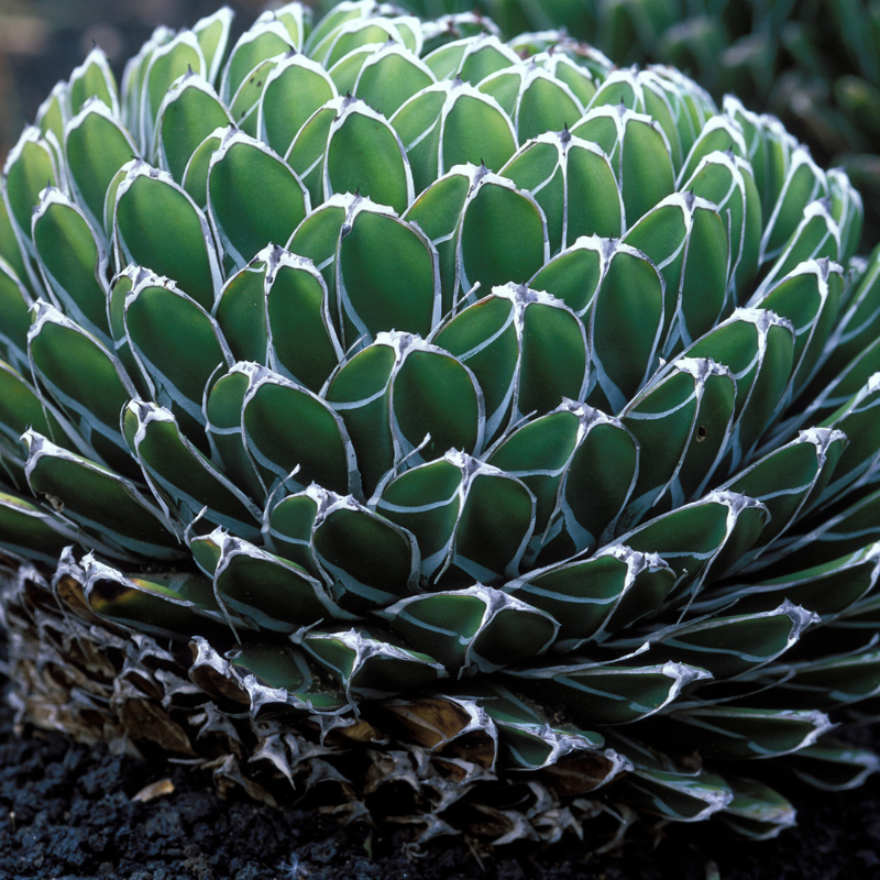 15 Agave Victoriae - Reginae Seeds