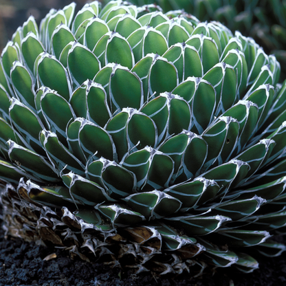15 Agave Victoriae - Reginae Seeds