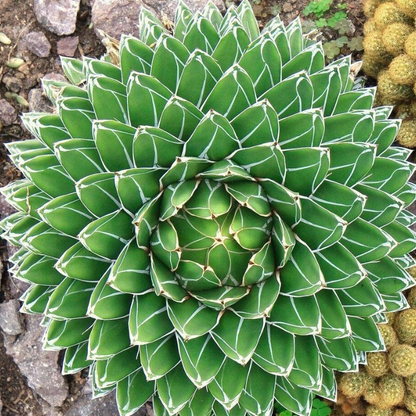 Agave Victoriae-Reginae succulent, compact and geometric. HarvestNest Seeds