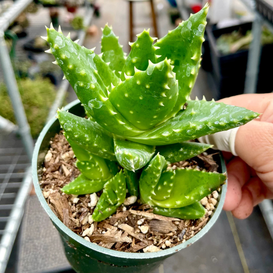 Succulent aloe plant with vibrant green spiky leaves in a small pot. HarvestNest Seeds
