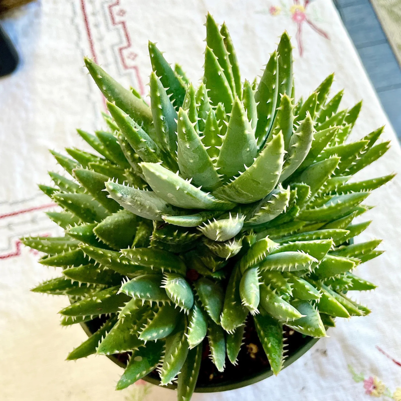 Green aloe with thick spiky leaves in a small pot, succulent plant. HarvestNest Seeds