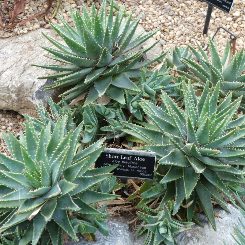 15 Aloe Brevifolia Seeds