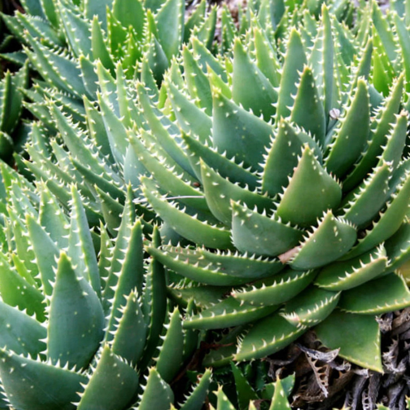 15 Aloe Brevifolia Seeds