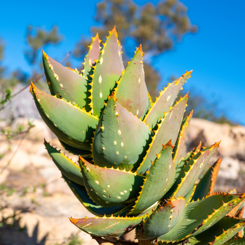 15 Aloe Brevifolia Seeds