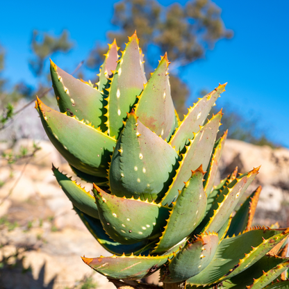 15 Aloe Brevifolia Seeds