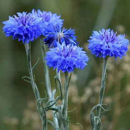 1700 Tall Blue Cornflower - Bachelor Button Seeds - HarvestNest Seeds